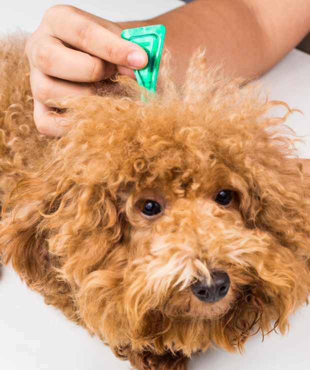 Image showcasing Pet Parasite Control in Dalton, GA - Flea, Tick & Heartworm Prevention ...