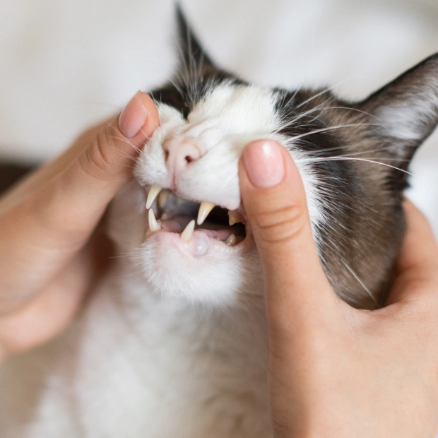 Cat Dentistry