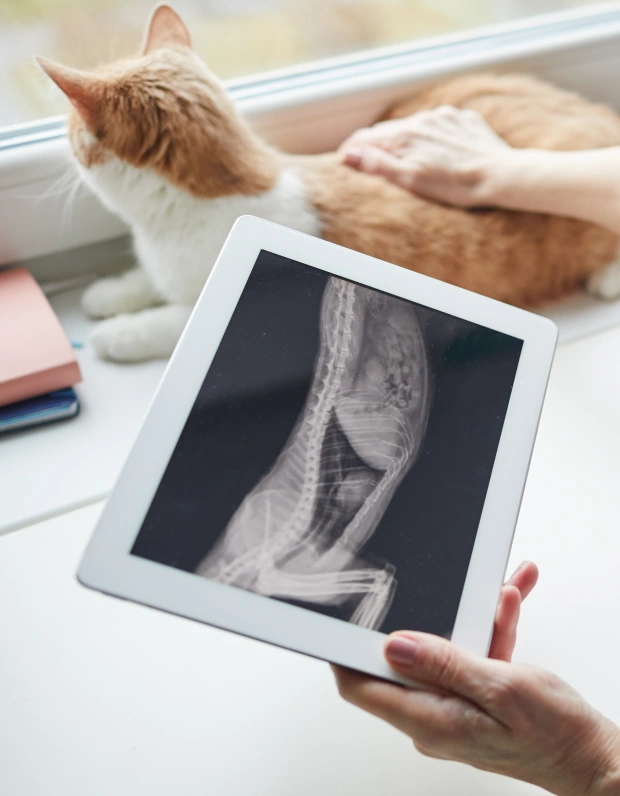 Cat Diagnostic Services