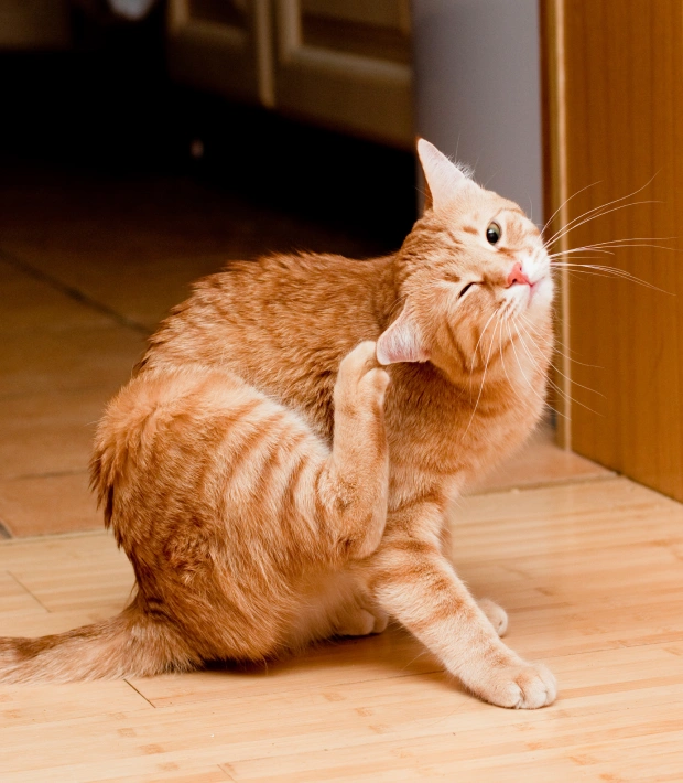 Cat Parasite Prevention