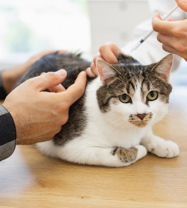 Cat Vaccinations