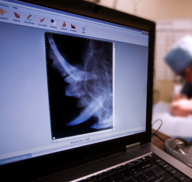 Dog Diagnostic Services