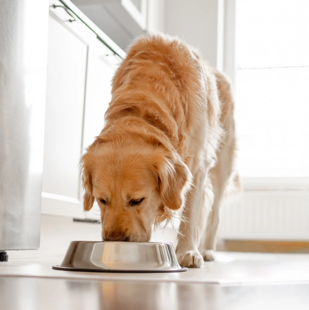 Dog Nutrition