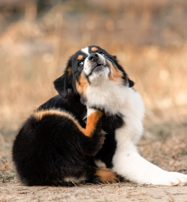 Dog Parasite Prevention