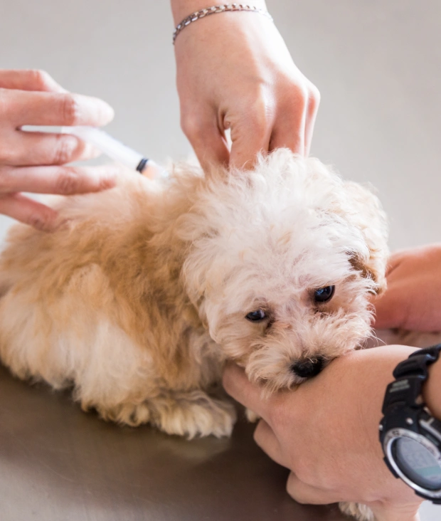 Dog Vaccinations