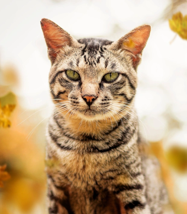 Laser Spay & Neuter for Cats