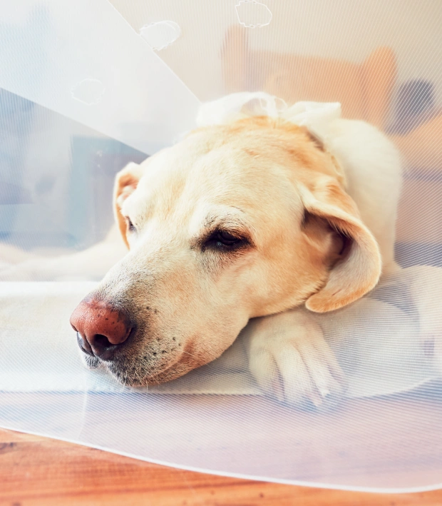 Laser Spay & Neuter for Dogs