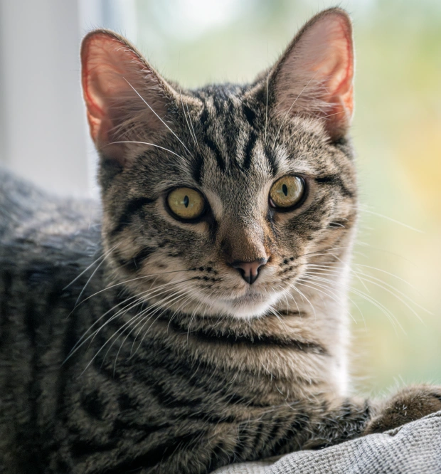 Cat Wellness Care