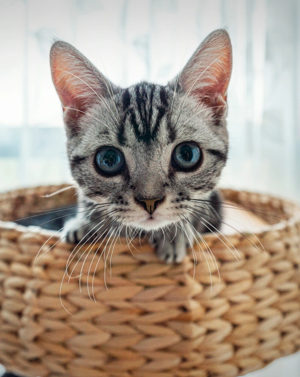 Feline Veterinary Services