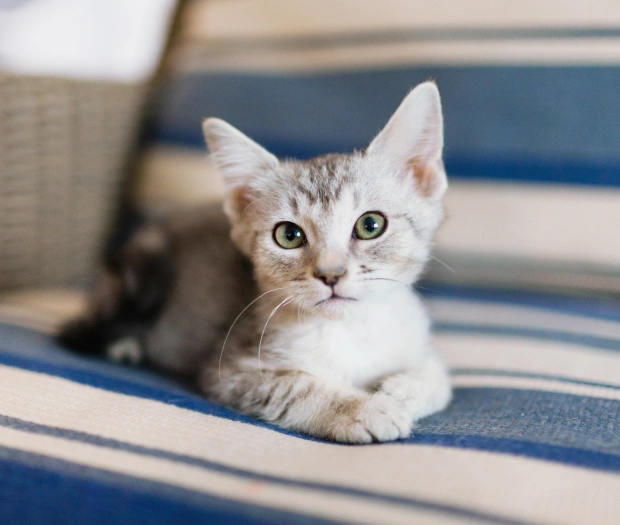 Kitten Care