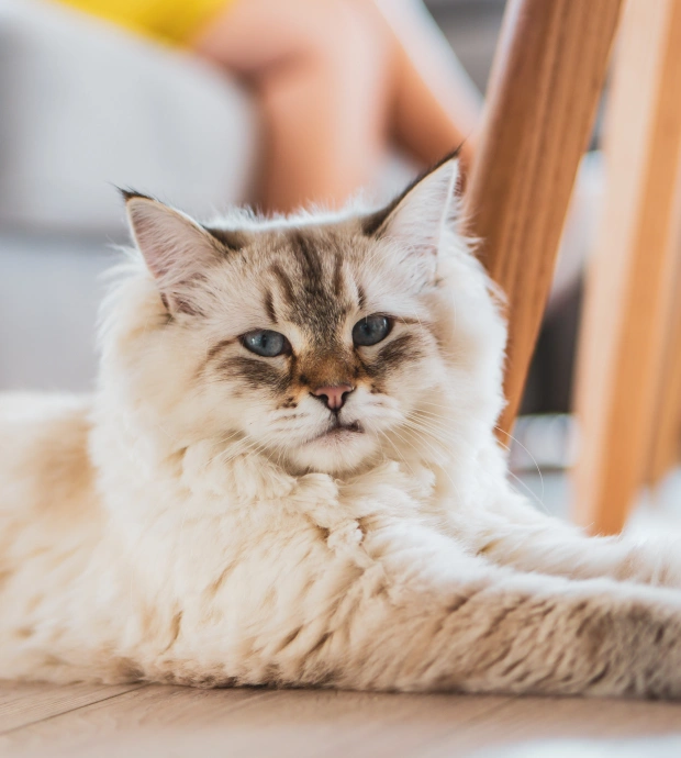Senior Cat