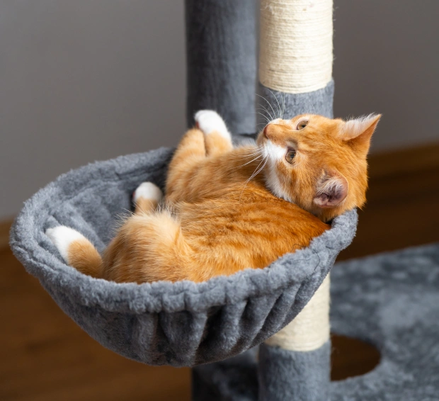 Northgate Cat Care