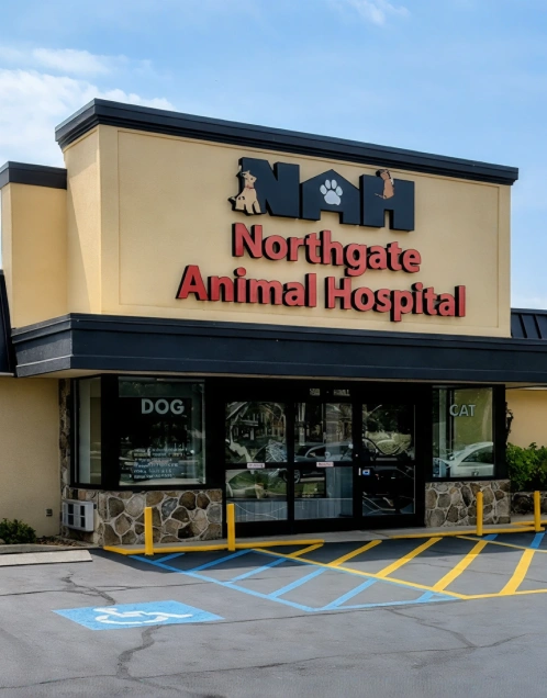 Veterinary Excellence for Chattanooga’s Furry Friends