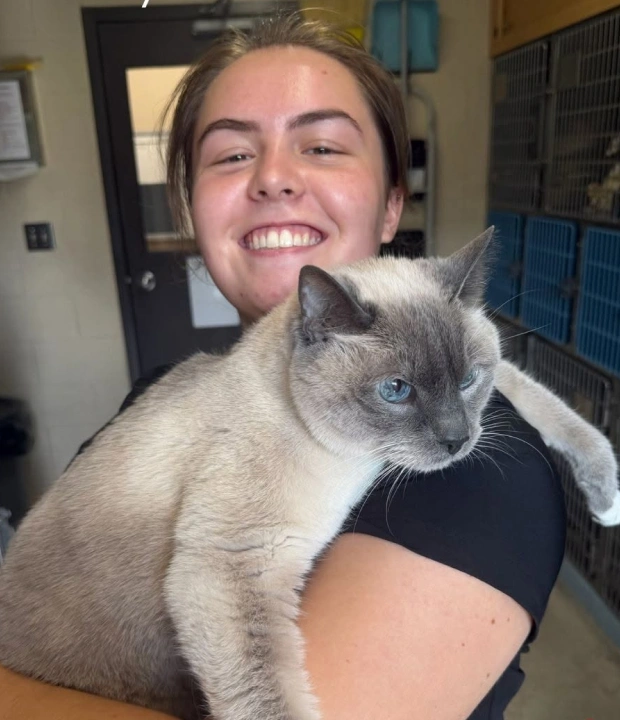 Smiling veterinary staff member holding a Siamese cat with blue eyes in front of kennels